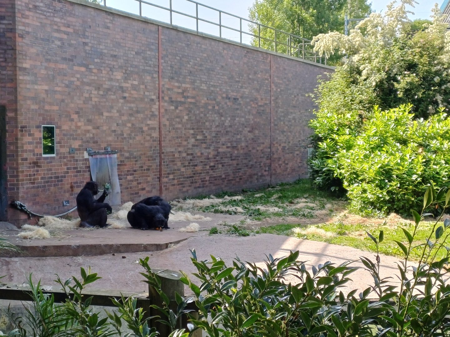 Chimpanzee's enjoying lunch