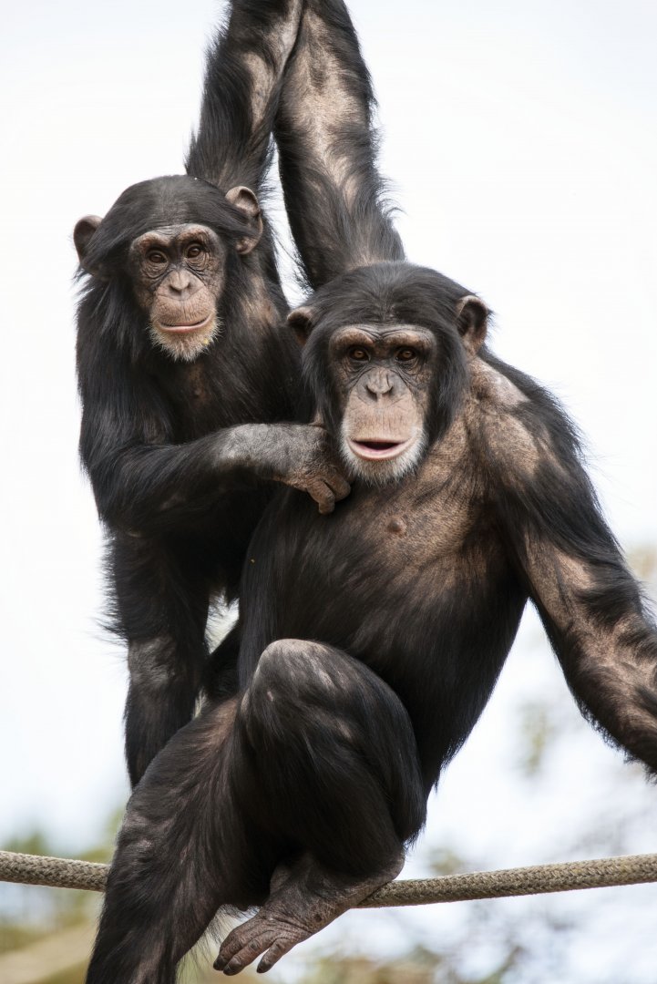 Chimpanzees 'Enzi' and 'Zuri'