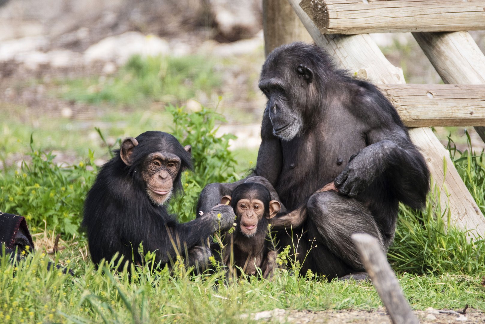 Chimpanzees 'Enzi', 'Hope' and 'Hannah'