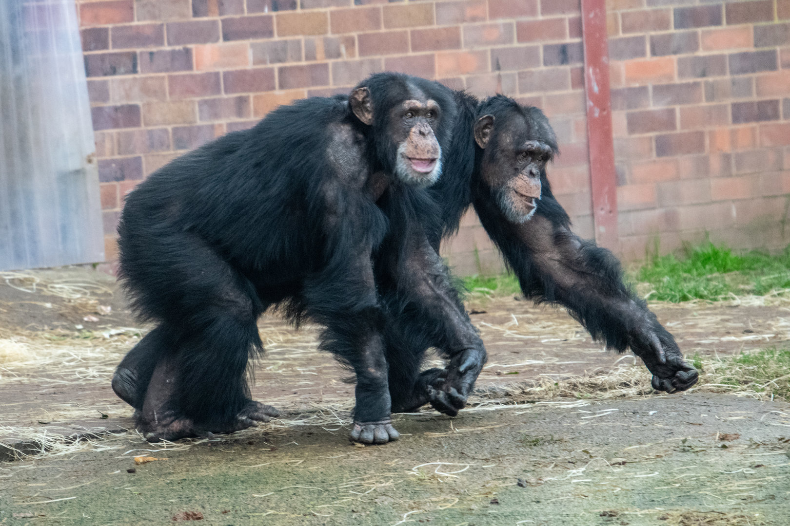 Chimpanzees Eric (front) and Carlos (back)