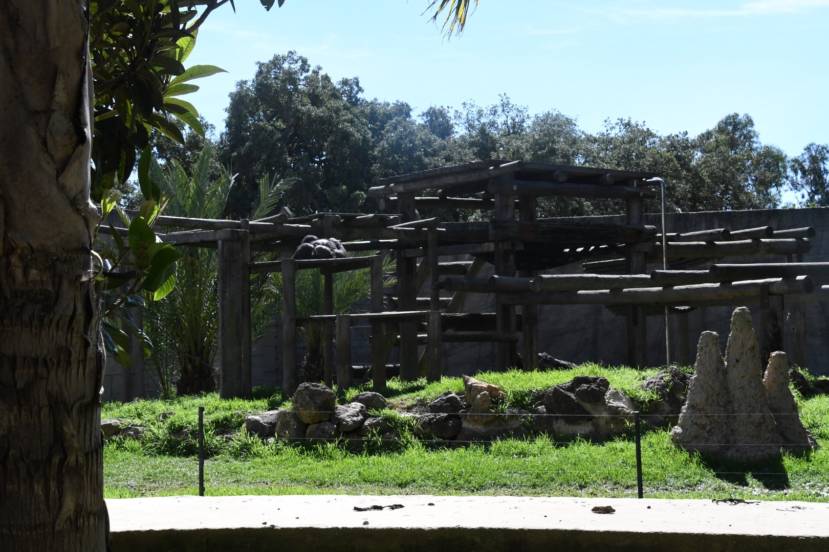 Chimpanzees Exhibit