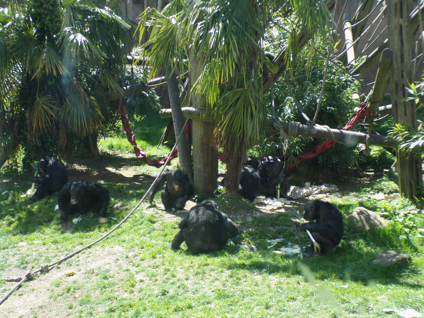 Chimpanzees feeding 20.5.24