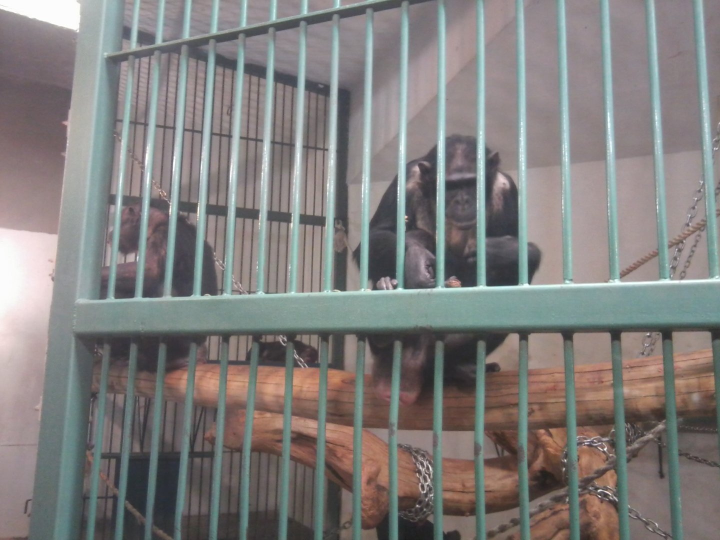 Chimpanzees (female) (non-subspecific?)