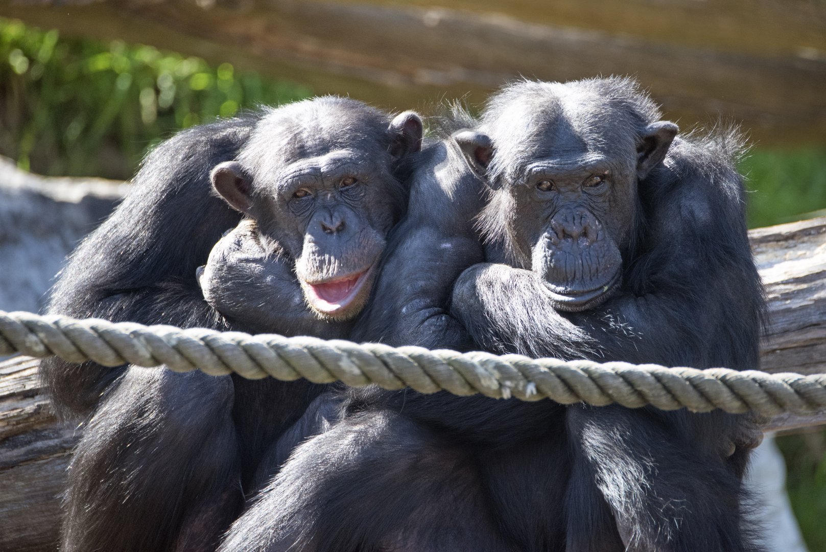 Chimpanzees 'Fumo' and 'Furahi'