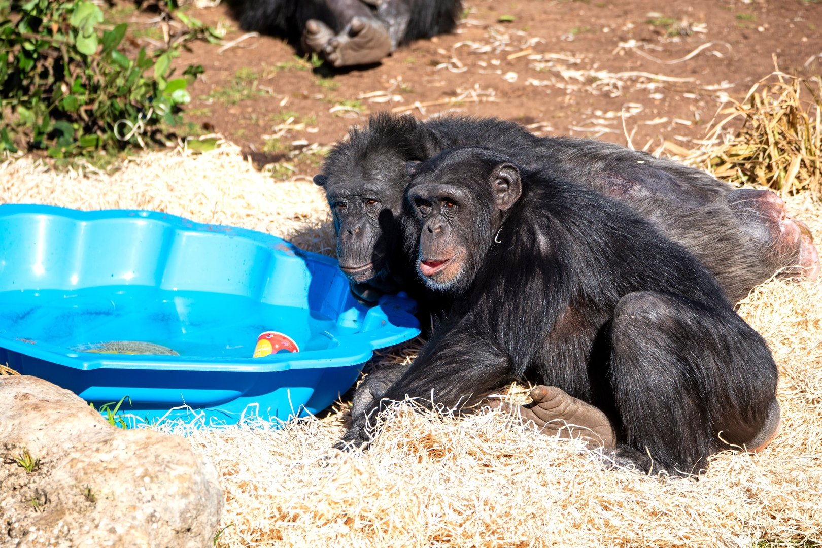 Chimpanzees 'Galatea' and 'Enzi'