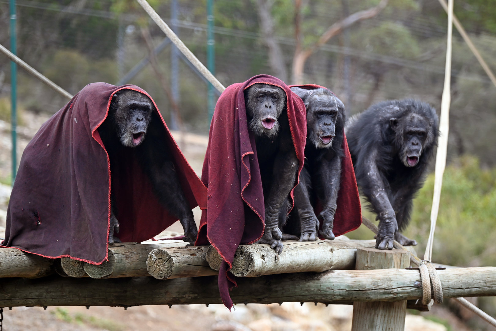 Chimpanzees 'Gombe', 'Tsotsi, 'Boyd' and 'Sandali'