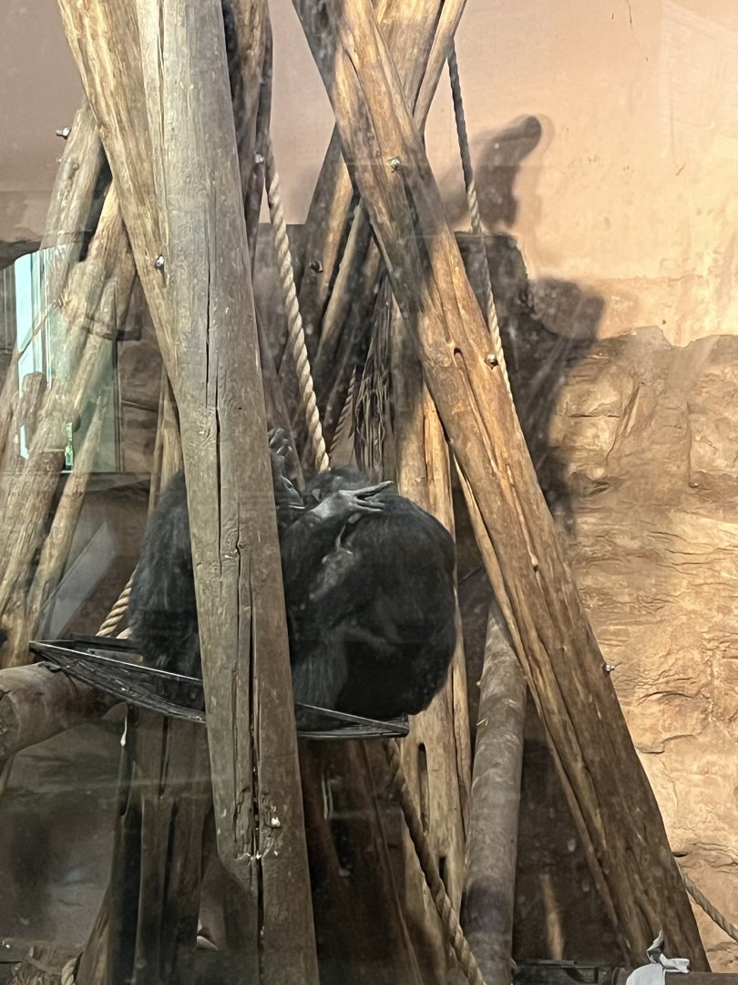 Chimpanzees grooming 27.12.24