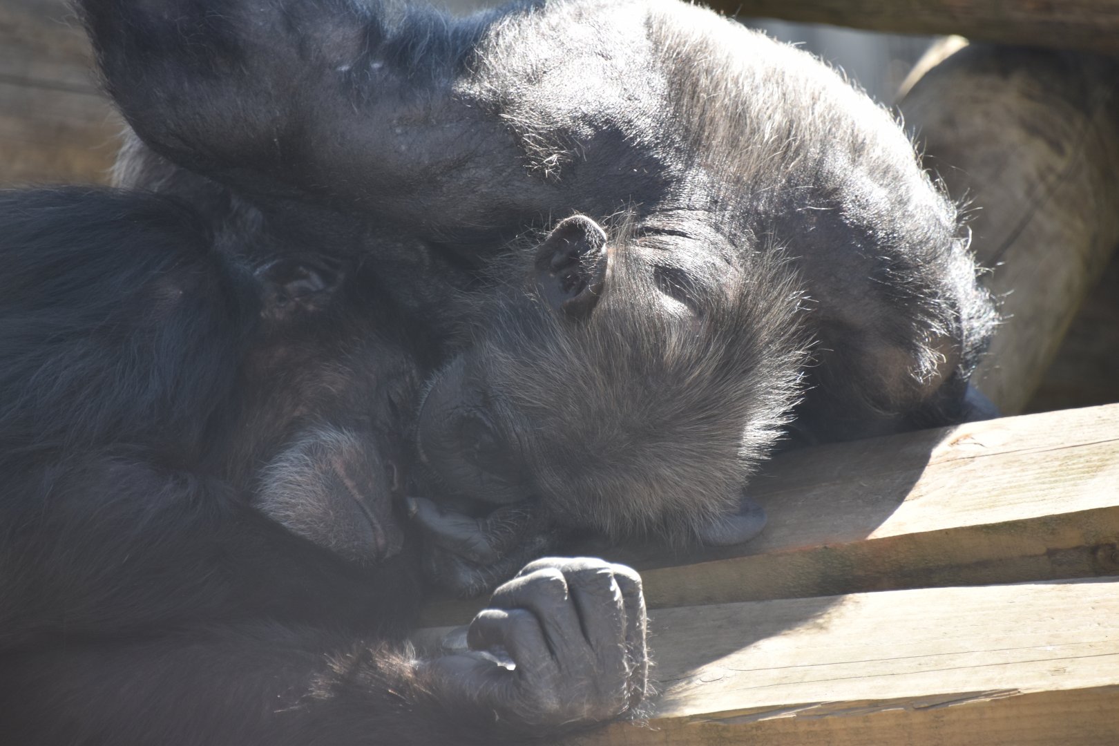 Chimpanzees grooming