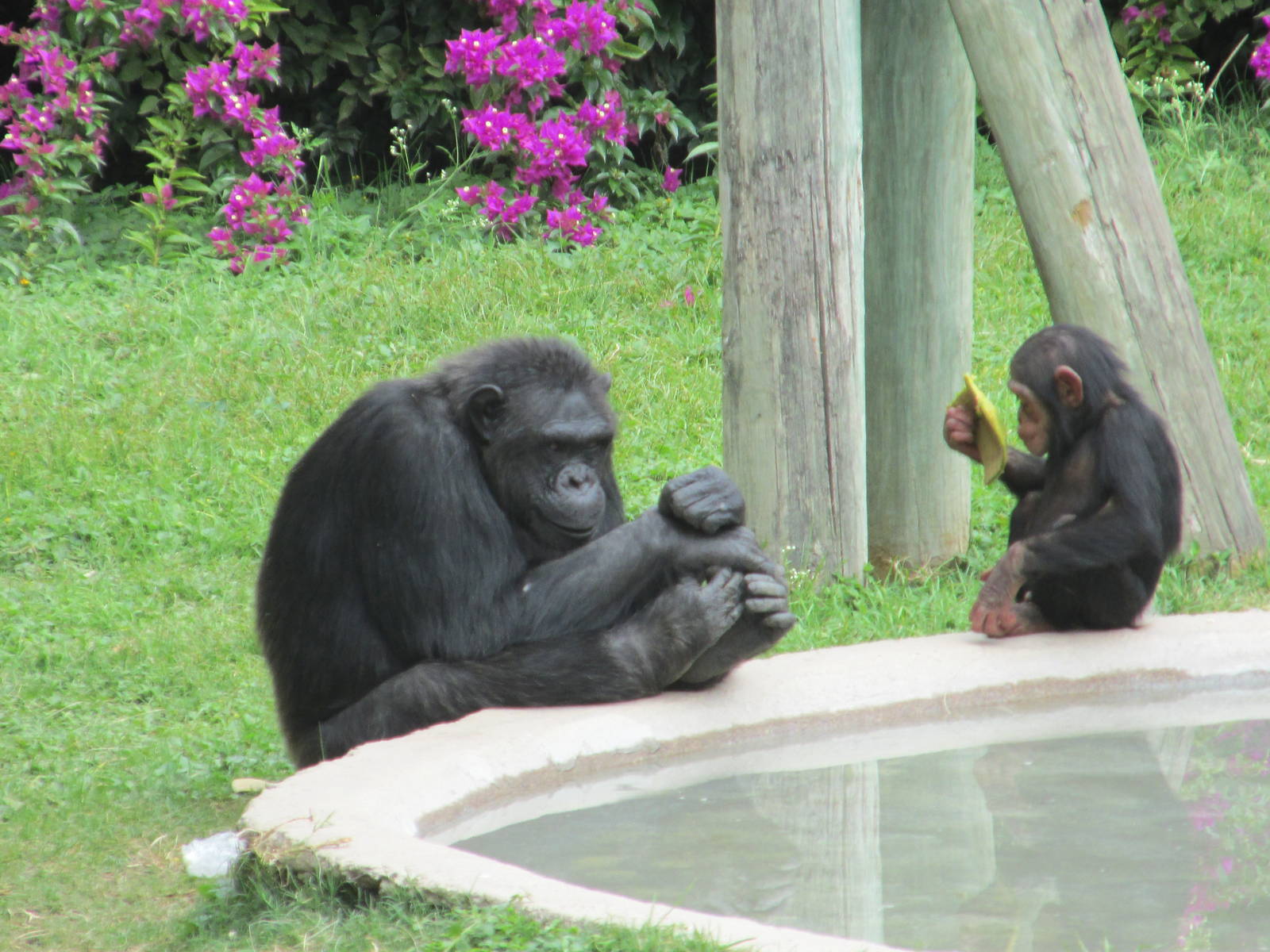 chimpanzees guadalajara zoo