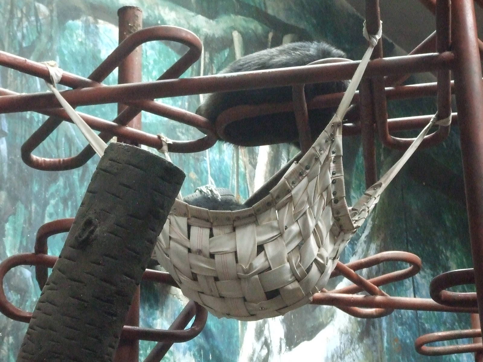 Chimpanzee's hammock