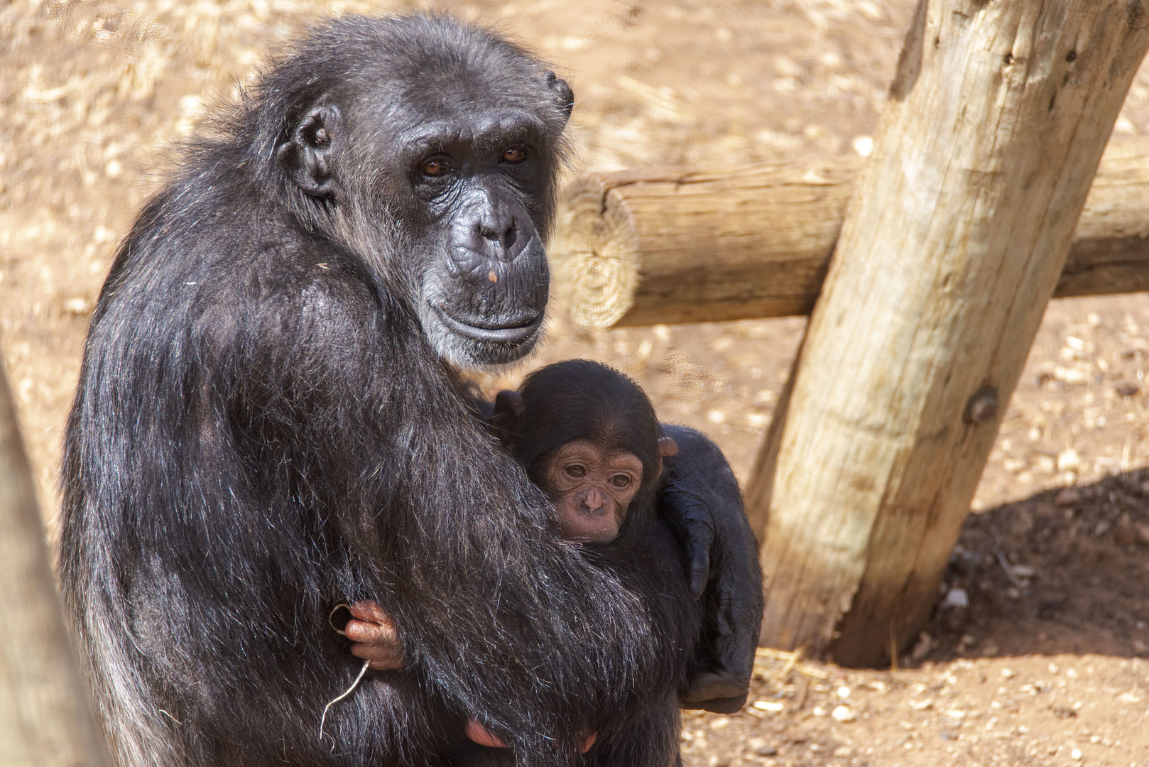 Chimpanzees 'Hannah' and 'Happy'