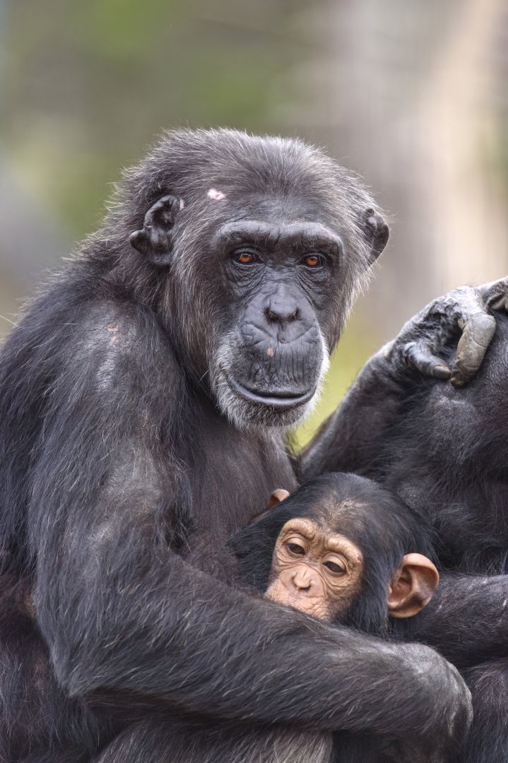 Chimpanzees 'Hannah' and 'Happy'
