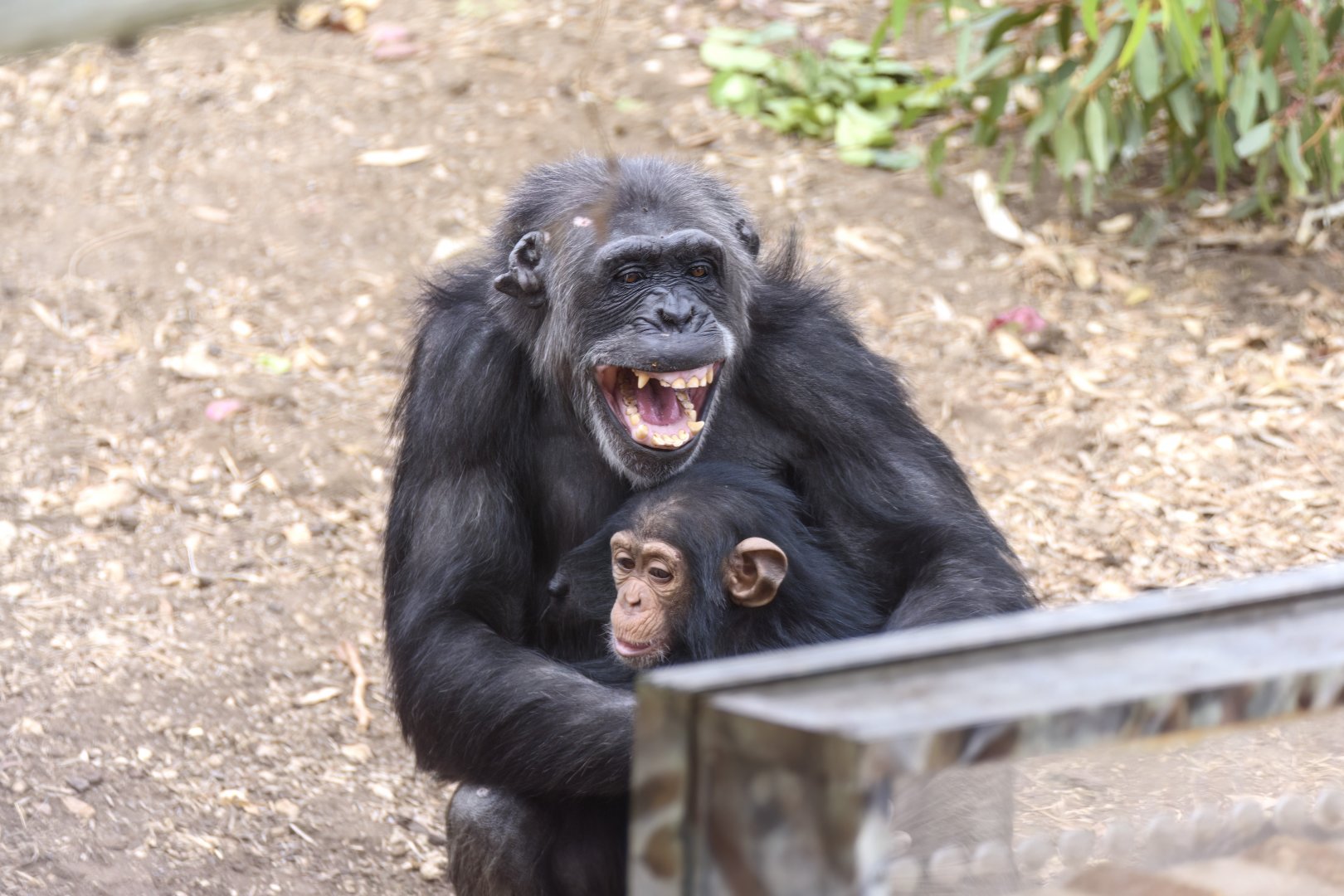 Chimpanzees 'Hannah' and 'Happy'