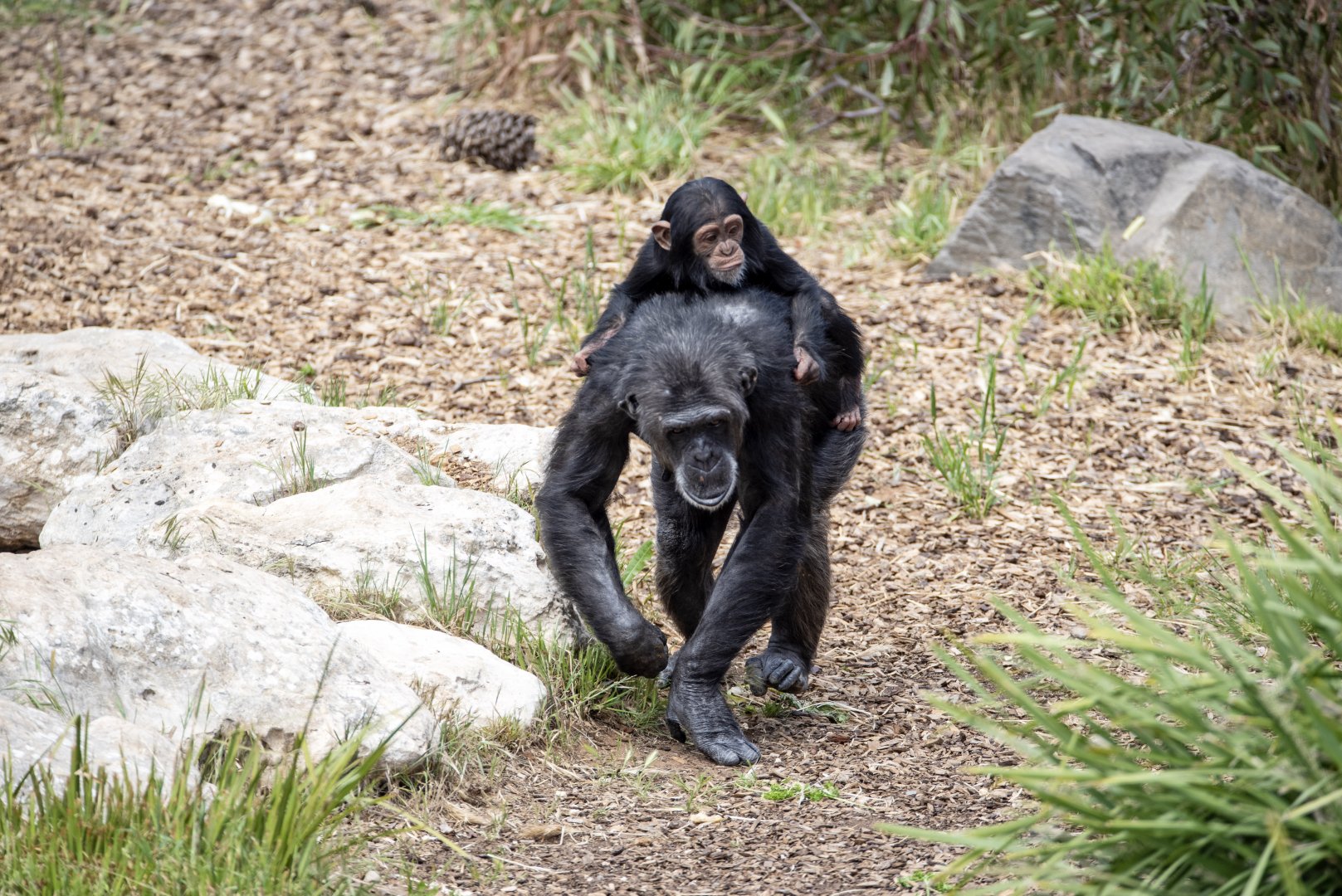Chimpanzees 'Hannah' and 'Hope'
