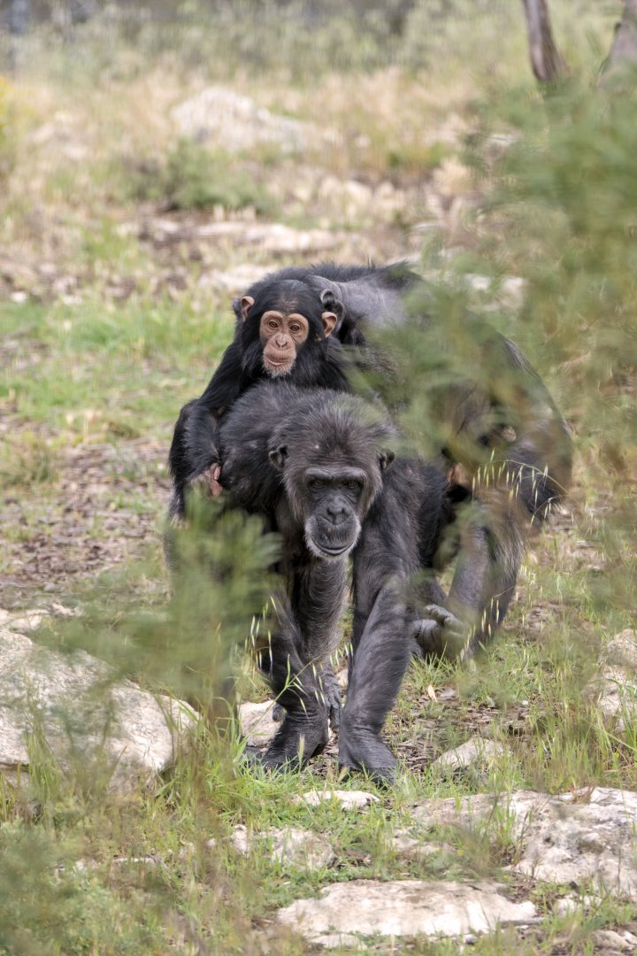 Chimpanzees 'Hannah' and 'Hope'