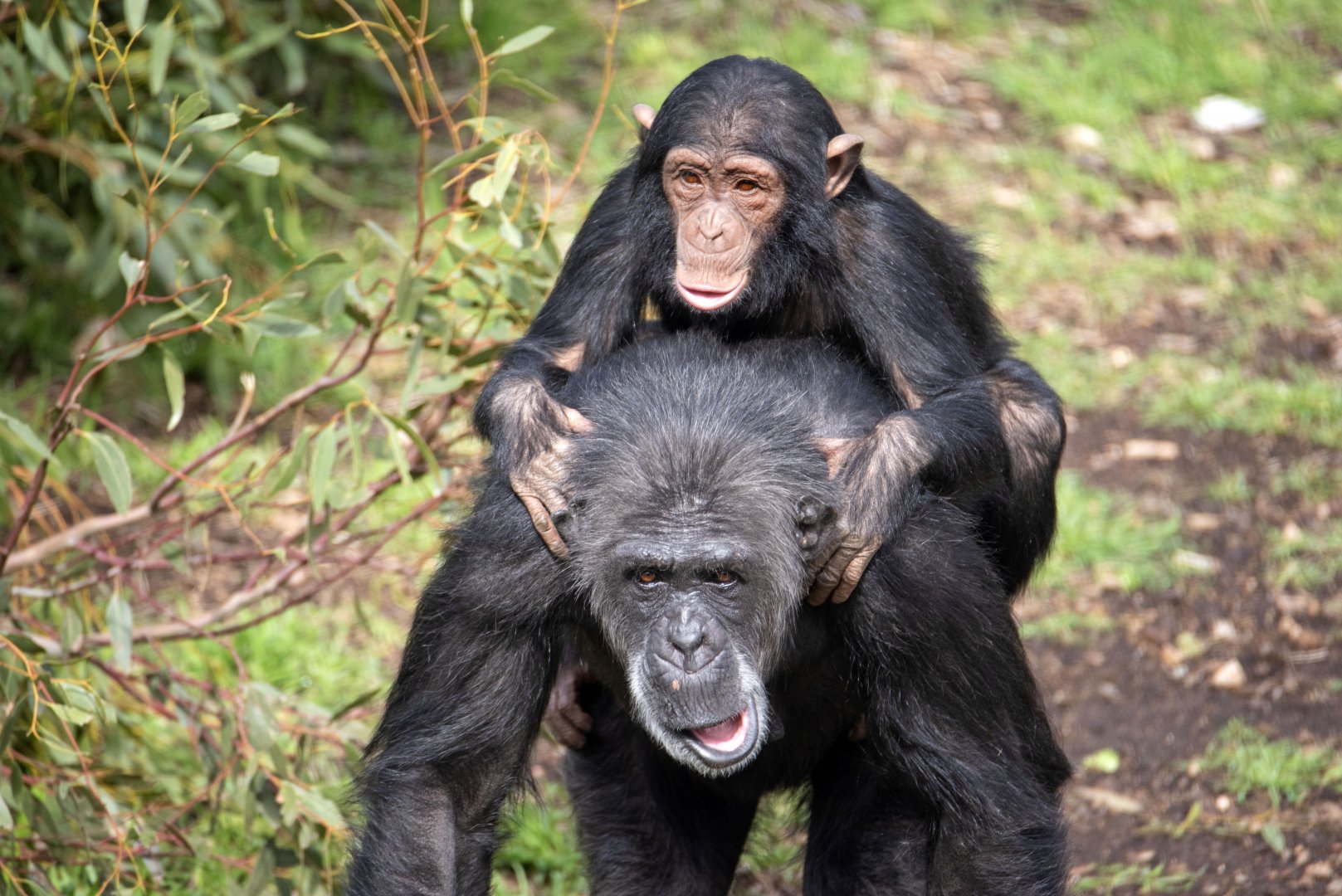 Chimpanzees 'Hannah' and 'Hope'