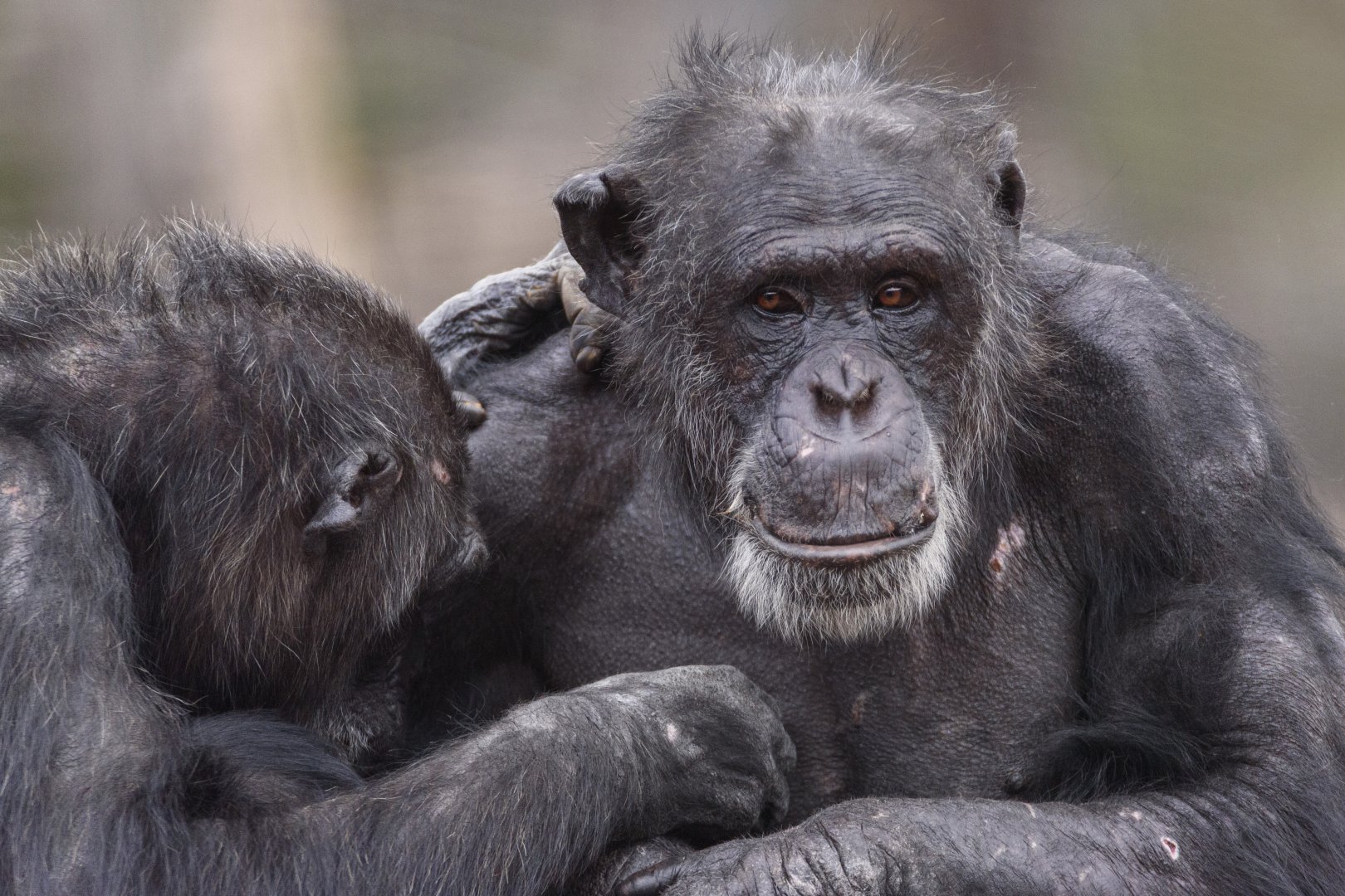 Chimpanzees 'Hannah' and 'Sandali'