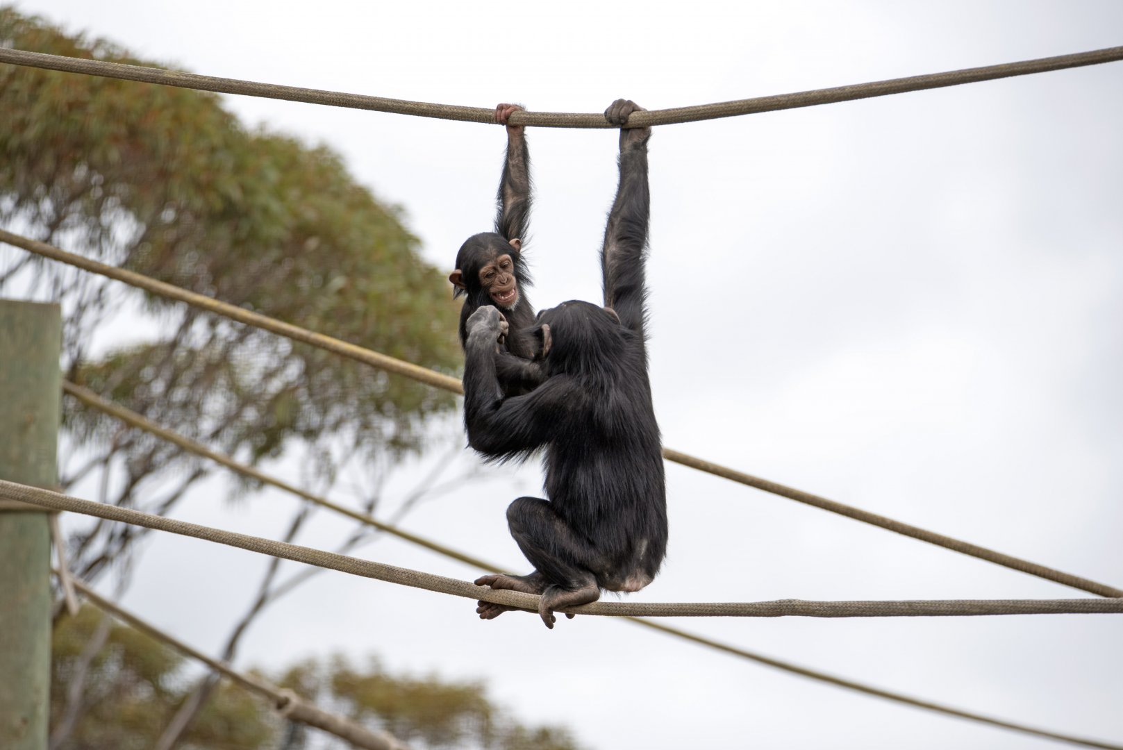 Chimpanzees 'Hope' and 'Enzi'