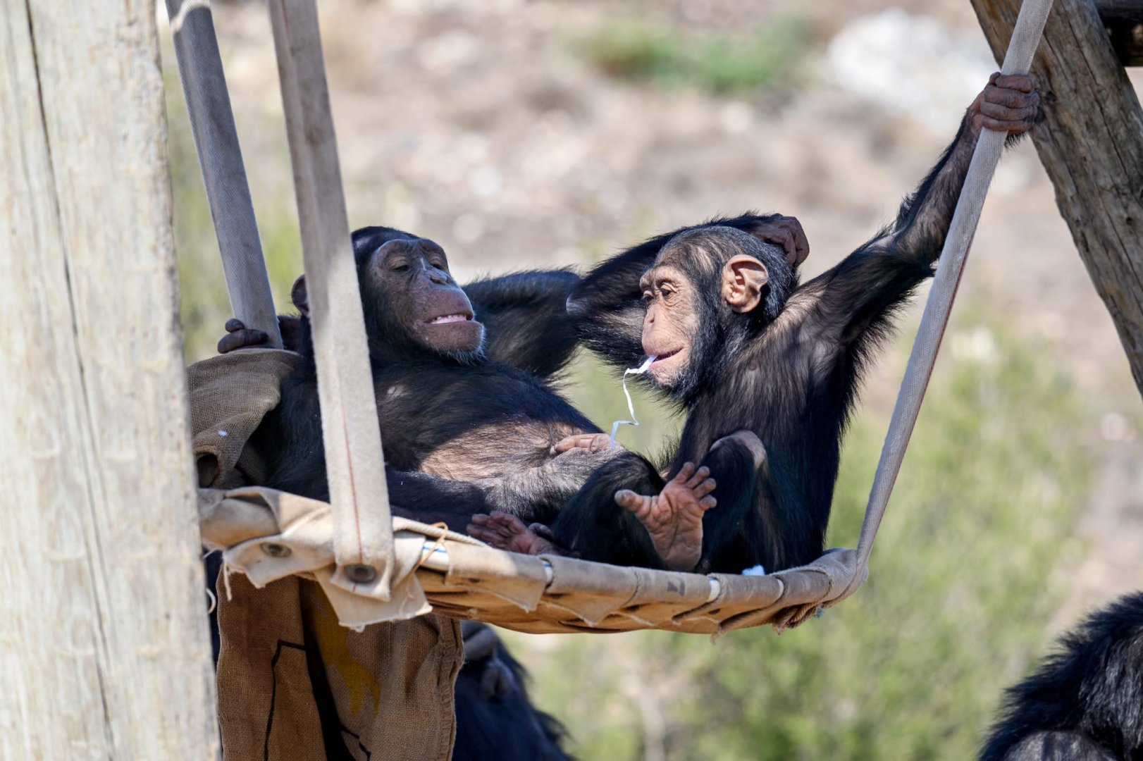 Chimpanzees ‘Hope’ and ‘Happy’