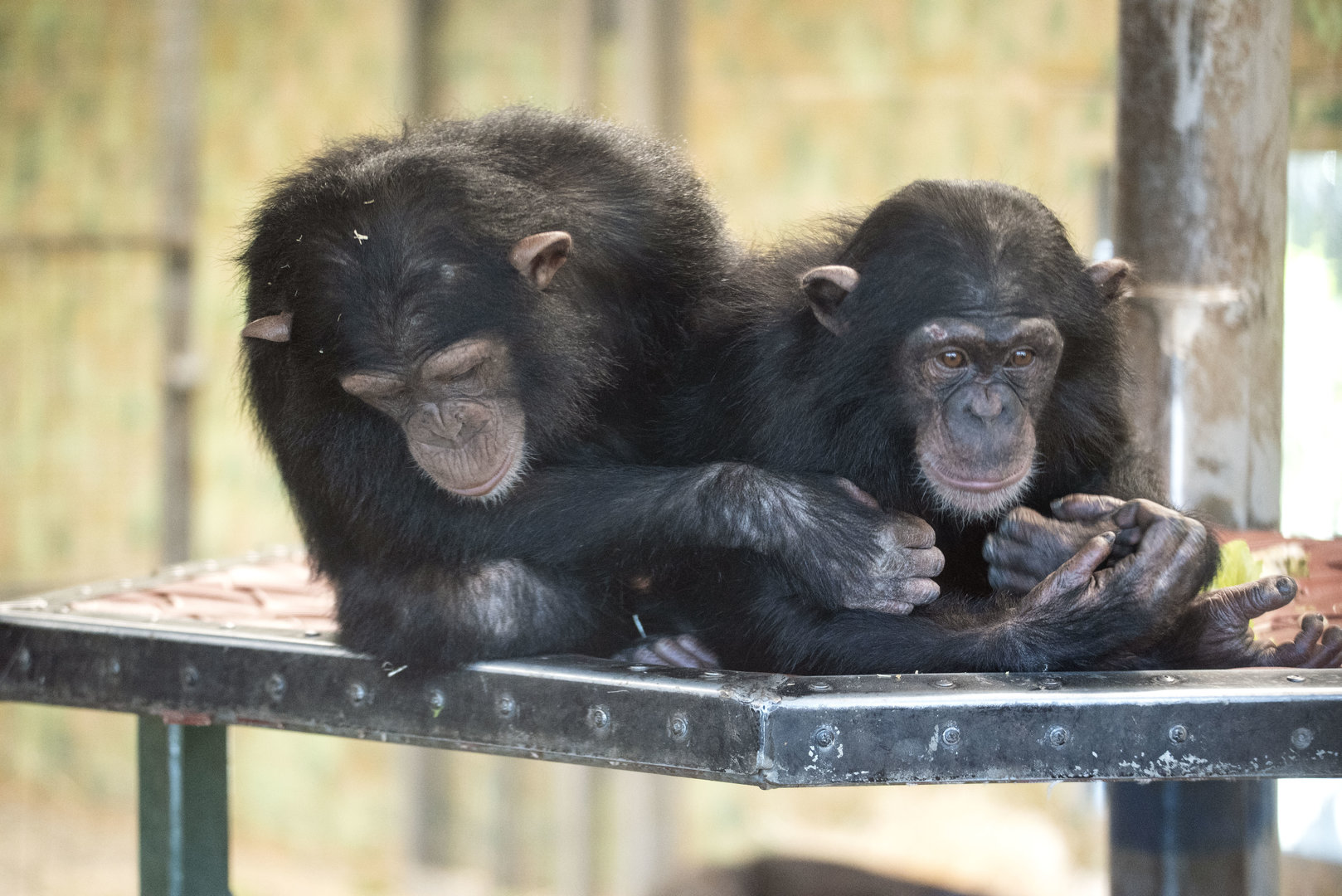 Chimpanzees 'Hope' and 'Zola'