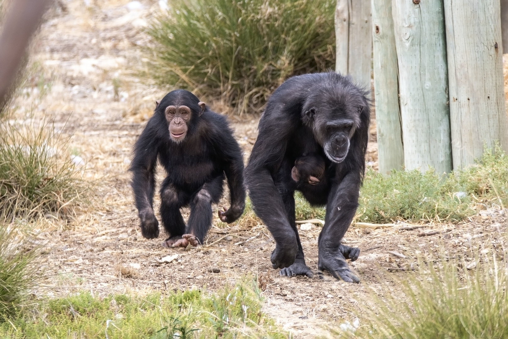 Chimpanzees 'Hope', 'Hannah' and 'Happy'