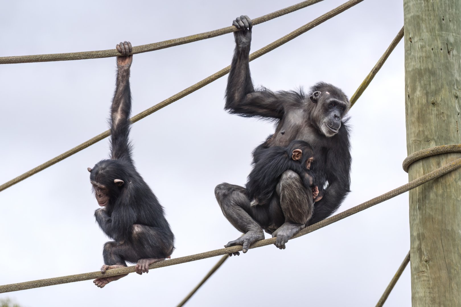Chimpanzees 'Hope', 'Hannah' and 'Happy'