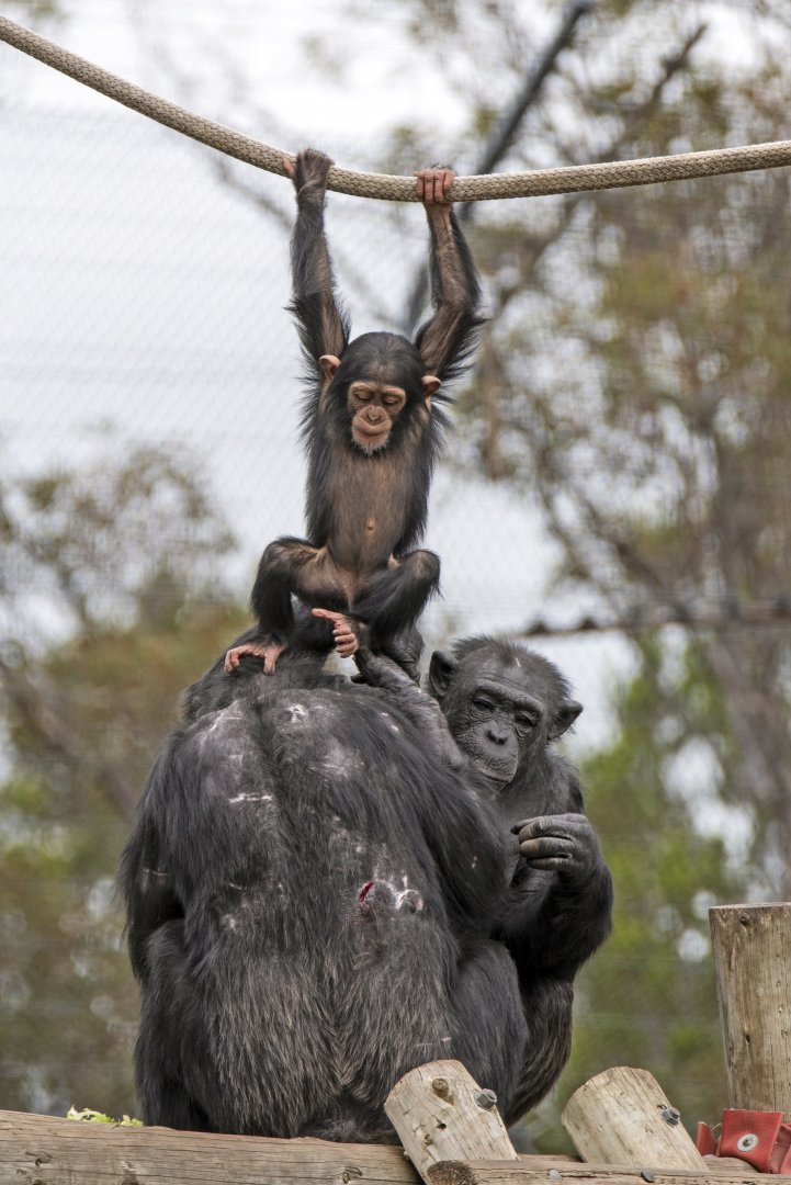 Chimpanzees 'Hope', 'Sandali' and 'Galatea'
