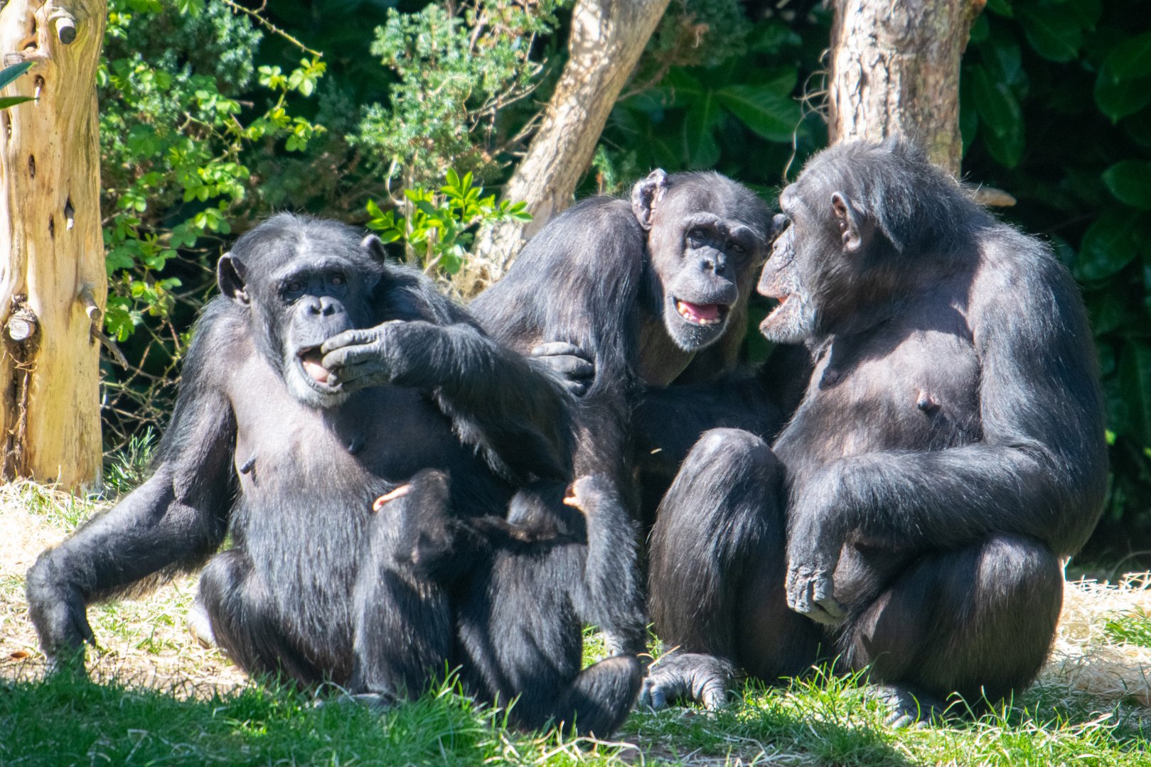 Chimpanzees - ID Please