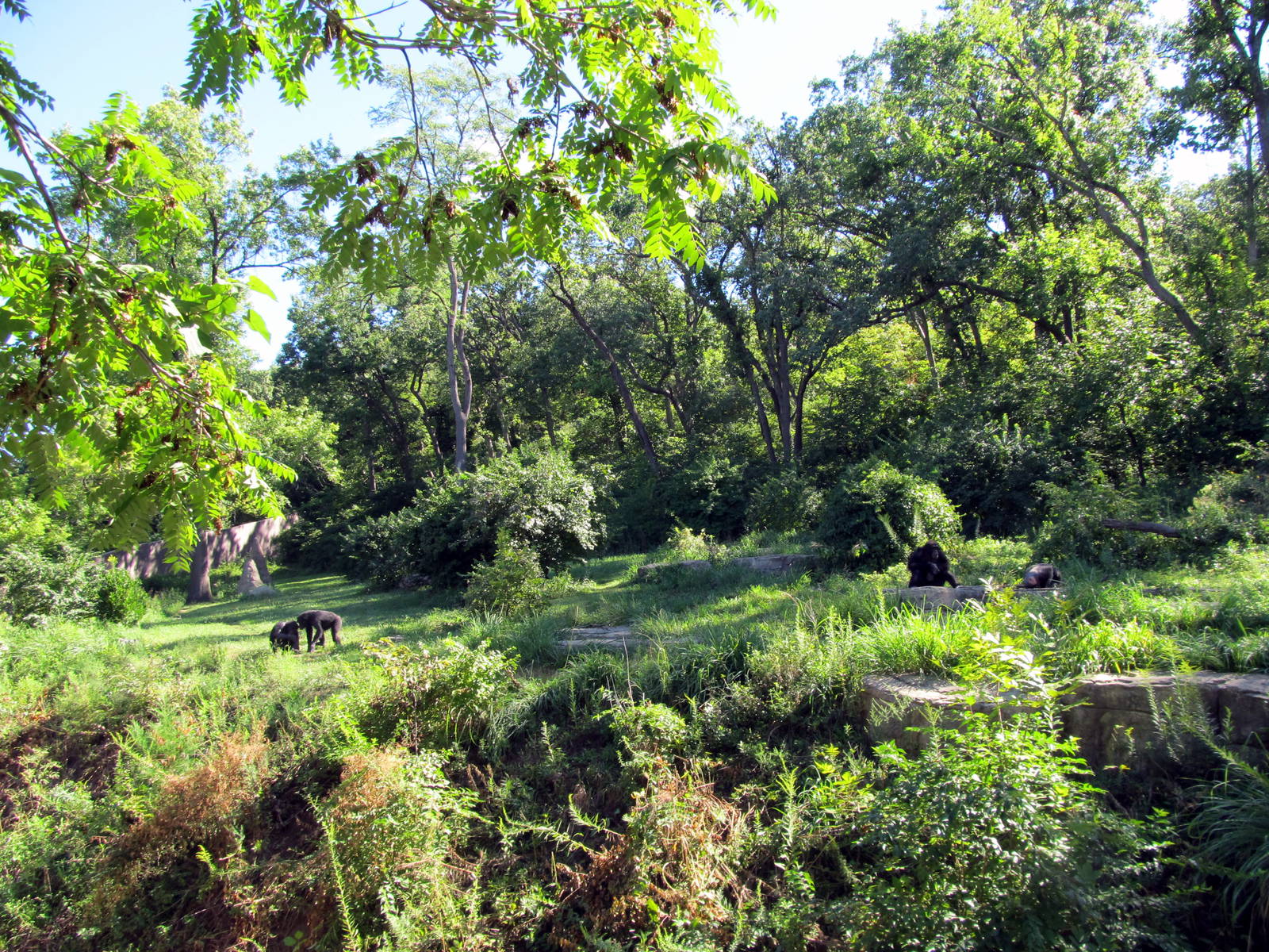 Chimpanzees in Huge Exhibit