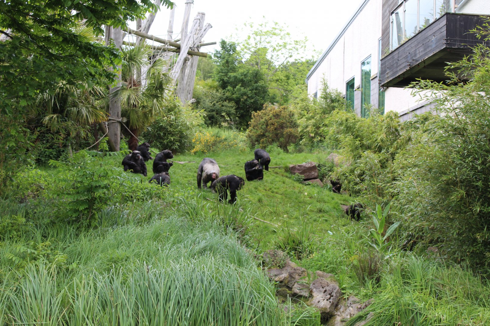 Chimpanzees in outdoor enclosure