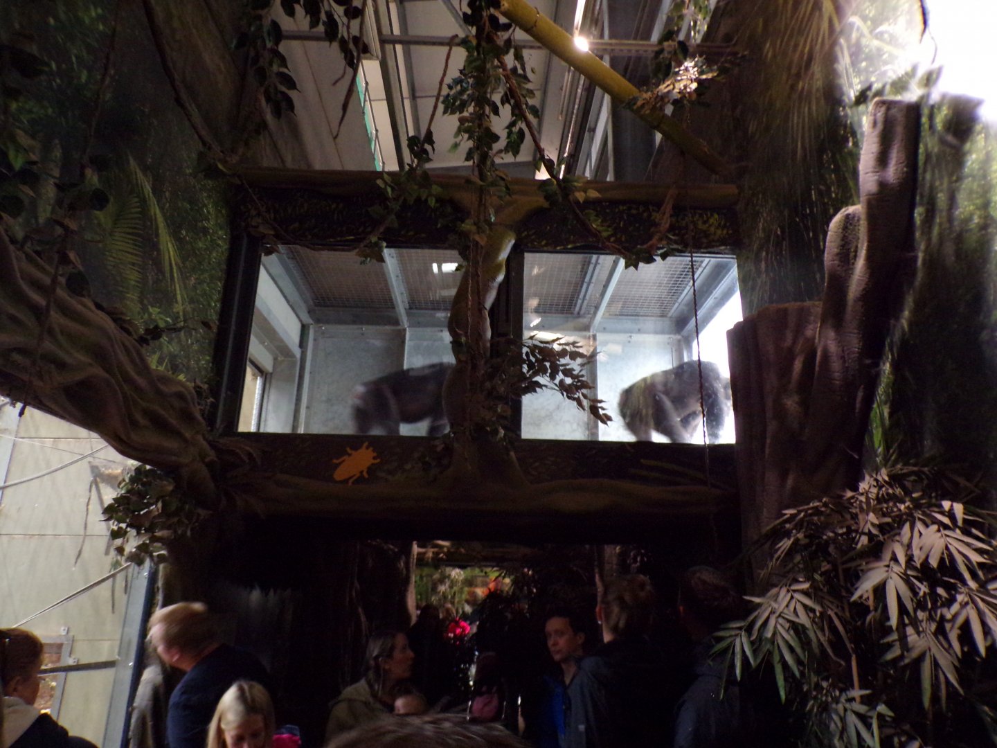 Chimpanzees in overhead tunnel 7.7.24