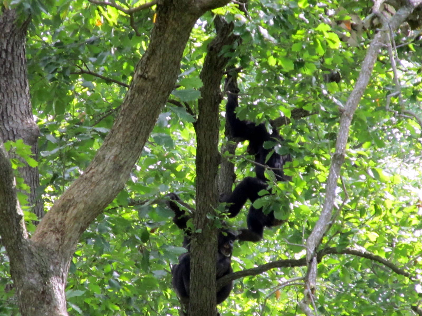 Chimpanzees in Tree
