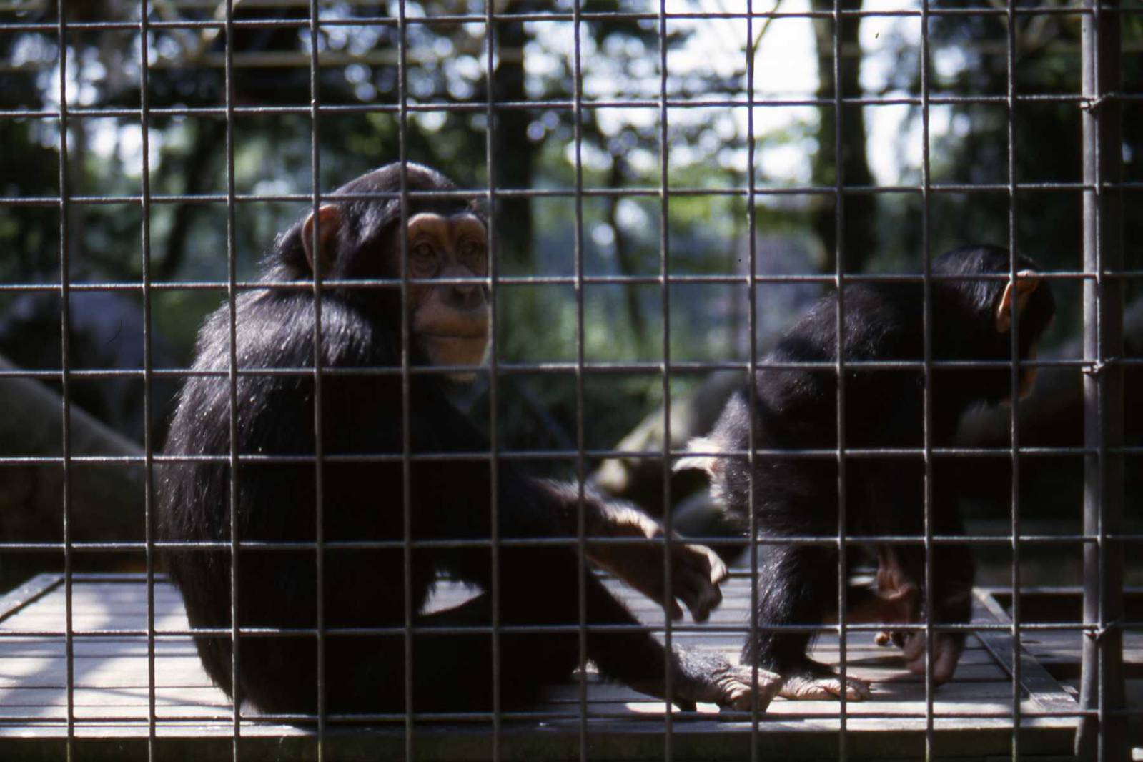 Chimpanzees July 1985