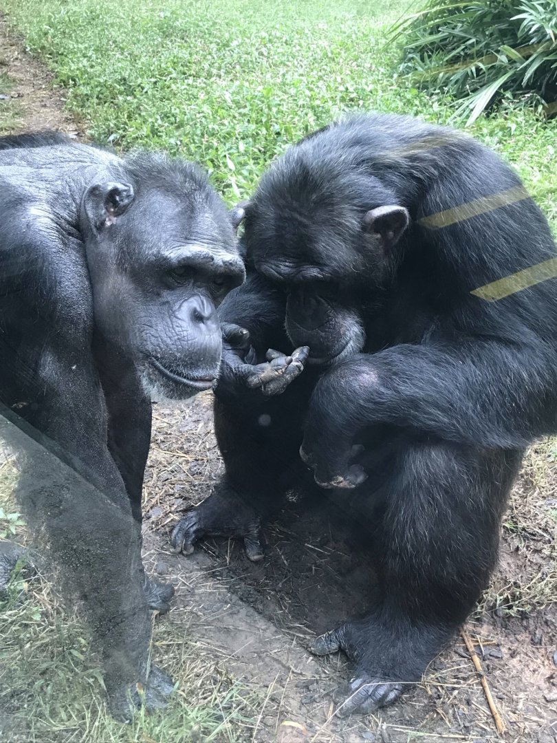 Chimpanzees "Kendall" and "Gari"