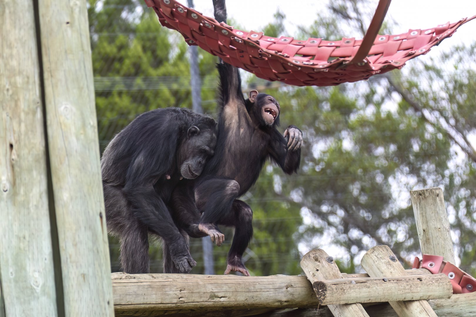 Chimpanzees 'Lani' and 'Hope'
