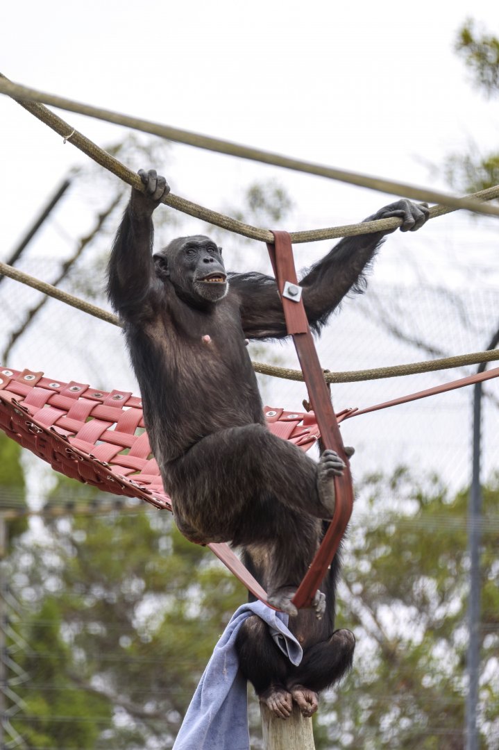 Chimpanzees 'Lani' and 'Hope'