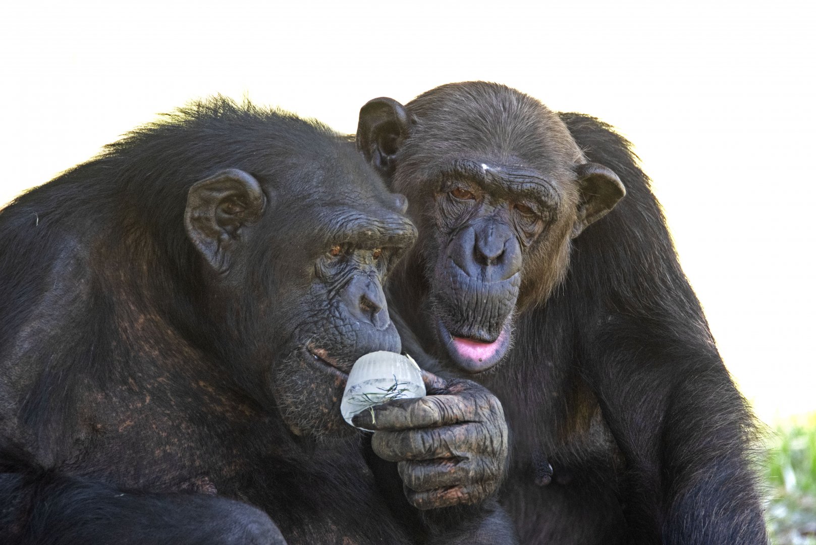 Chimpanzees 'Mary' and 'Sile'