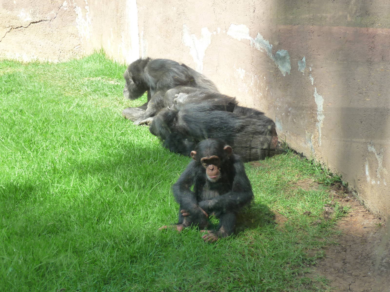 chimpanzees morelia zoo