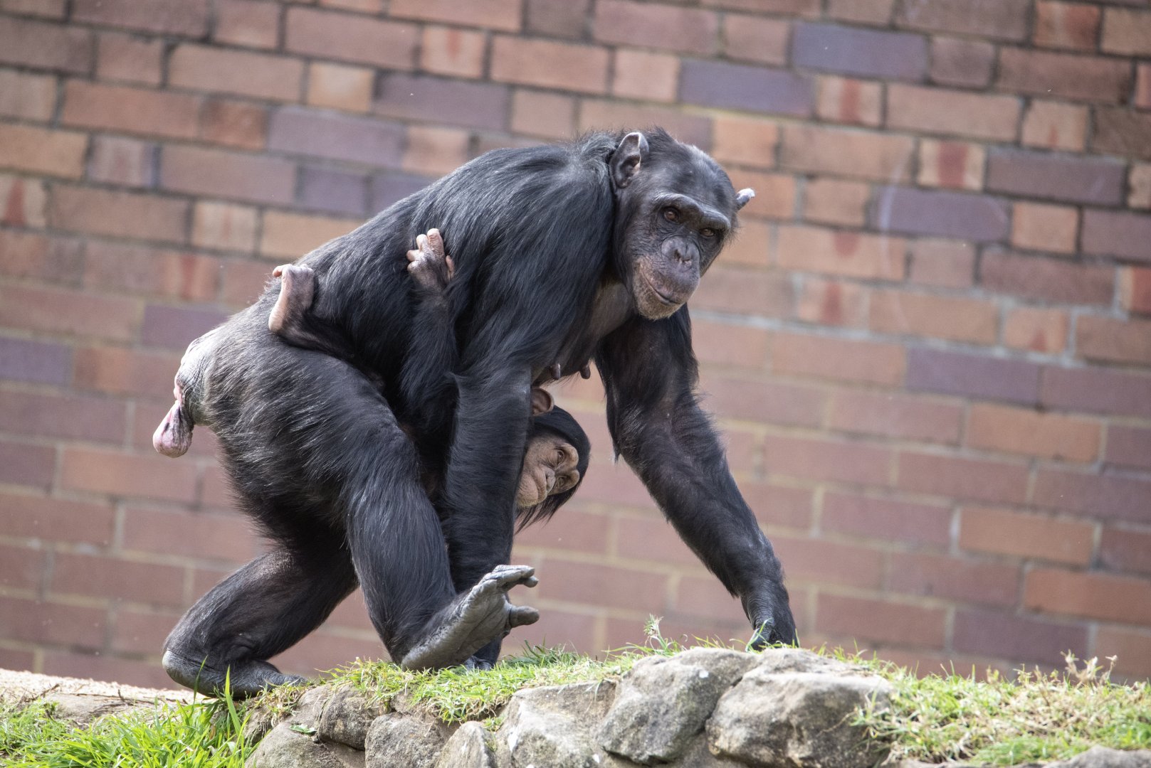 Chimpanzees 'Naomi' and 'Niambi'