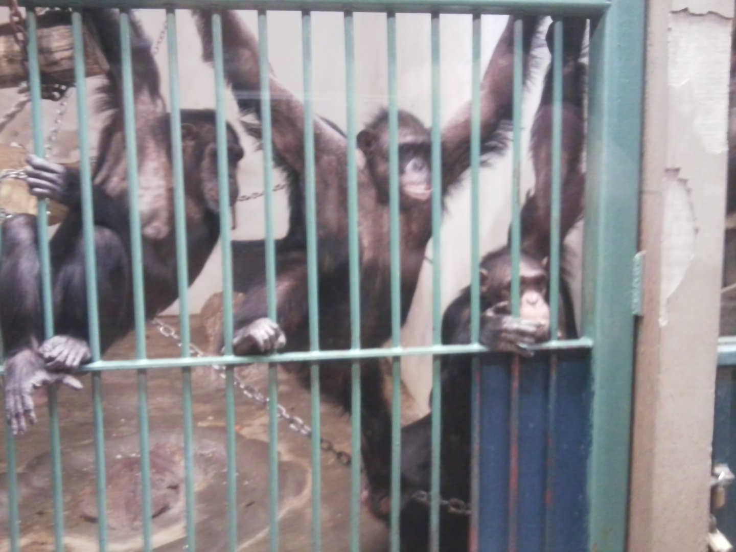 Chimpanzees (non-subspecific?)