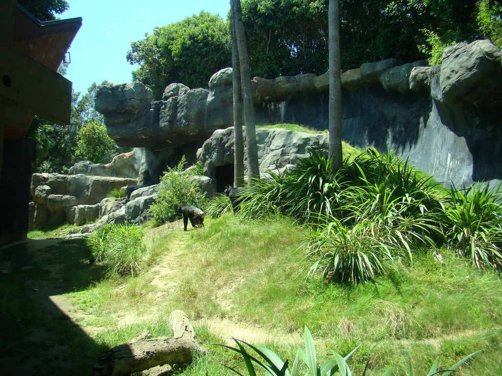 Chimpanzees of Mahale Mountains exhibit at the Los Angeles Zoo