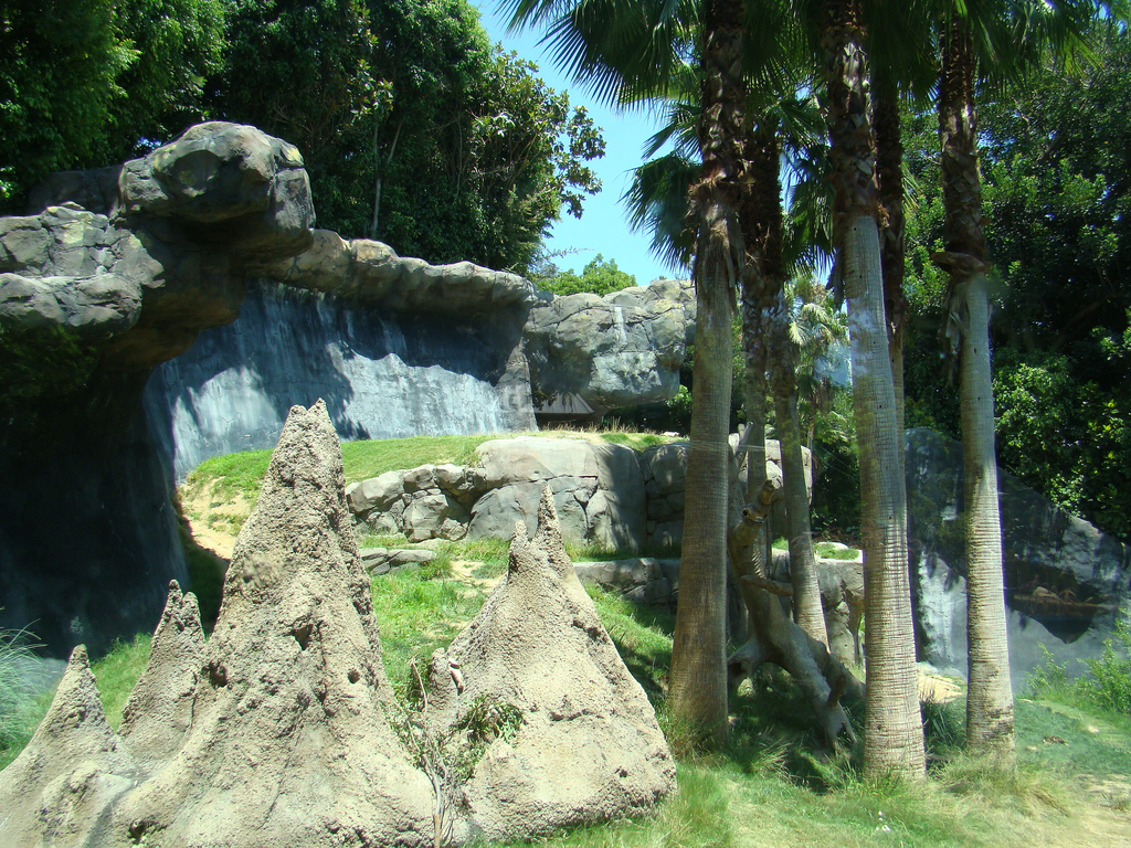 Chimpanzees of Mahale Mountains exhibit at the Los Angeles Zoo