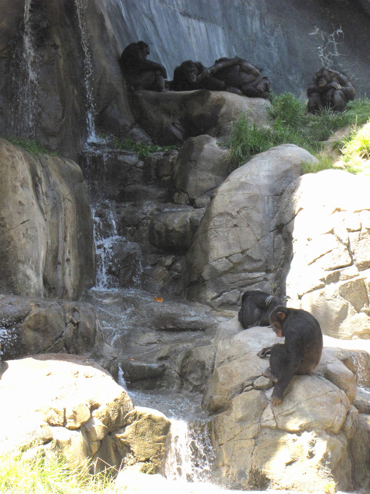 Chimpanzees of Mahale Mountains