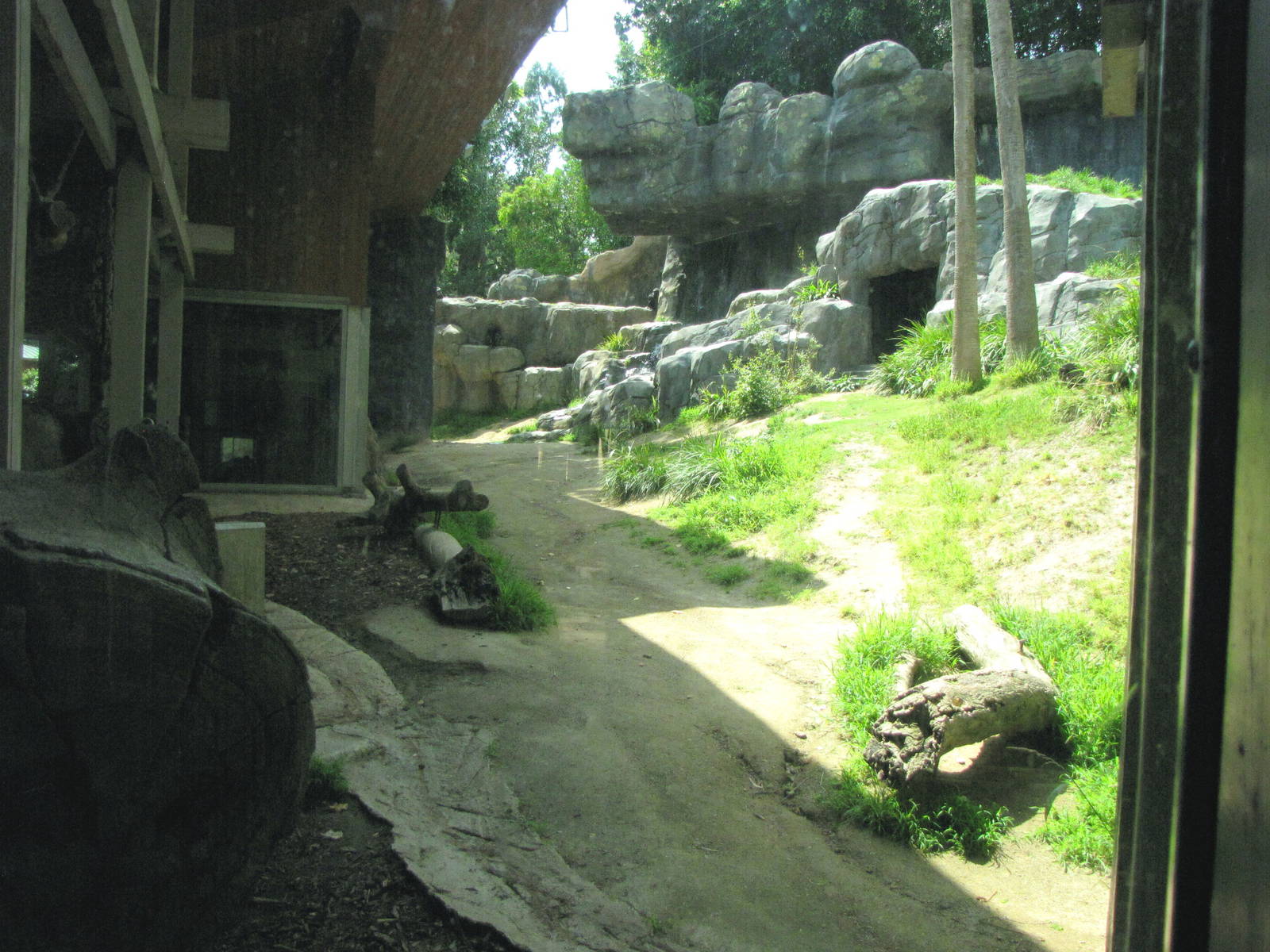 Chimpanzees of Mahale Mountains