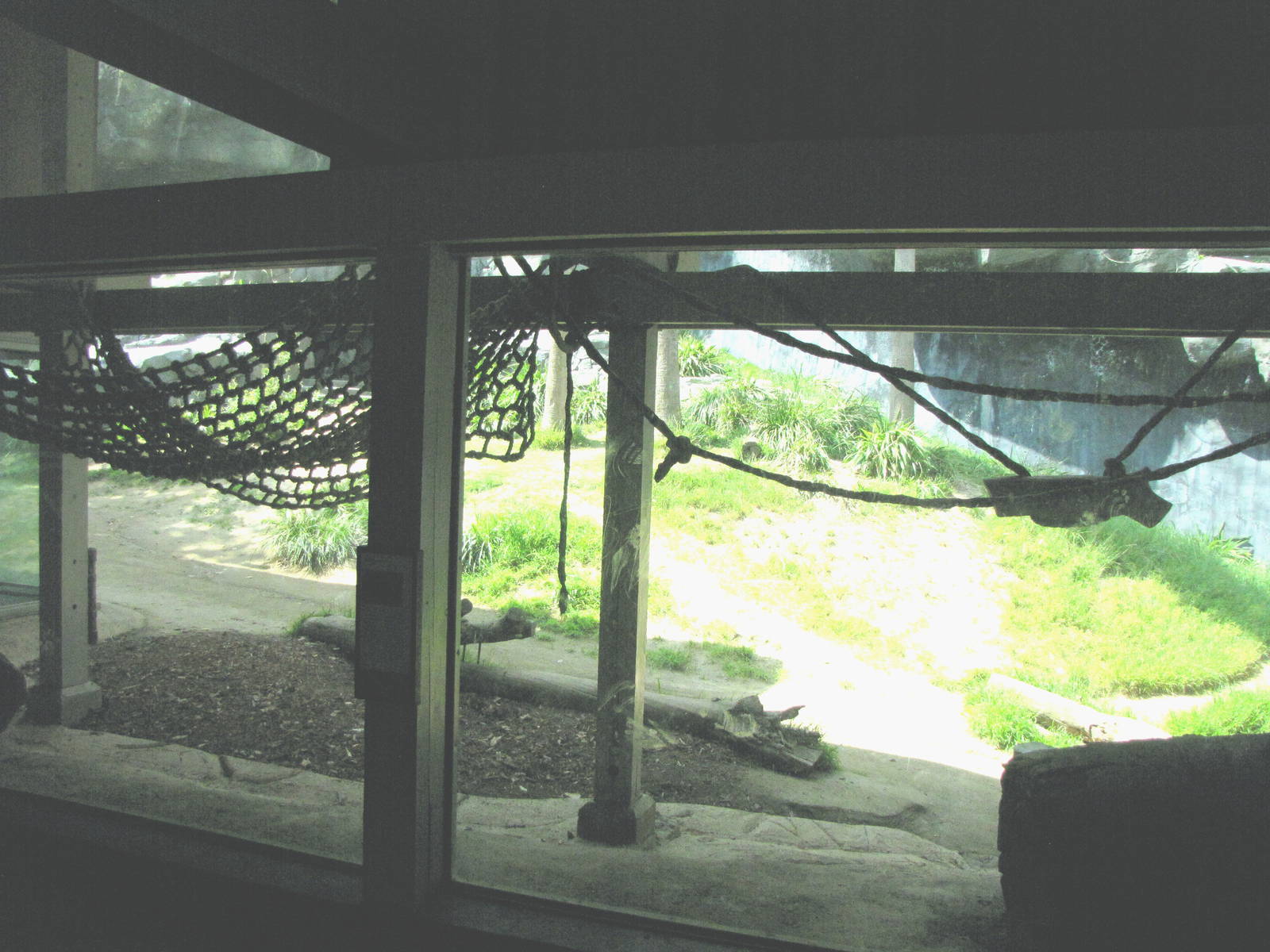 Chimpanzees of Mahale Mountains