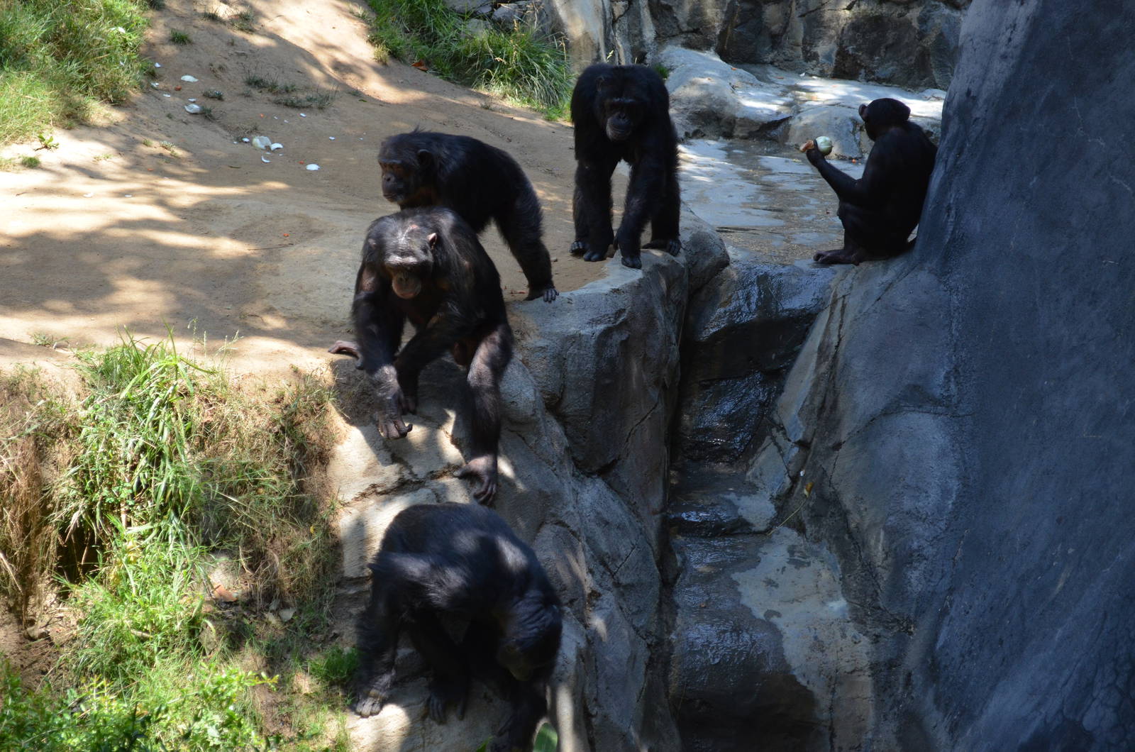 Chimpanzees of Mahale Mountains