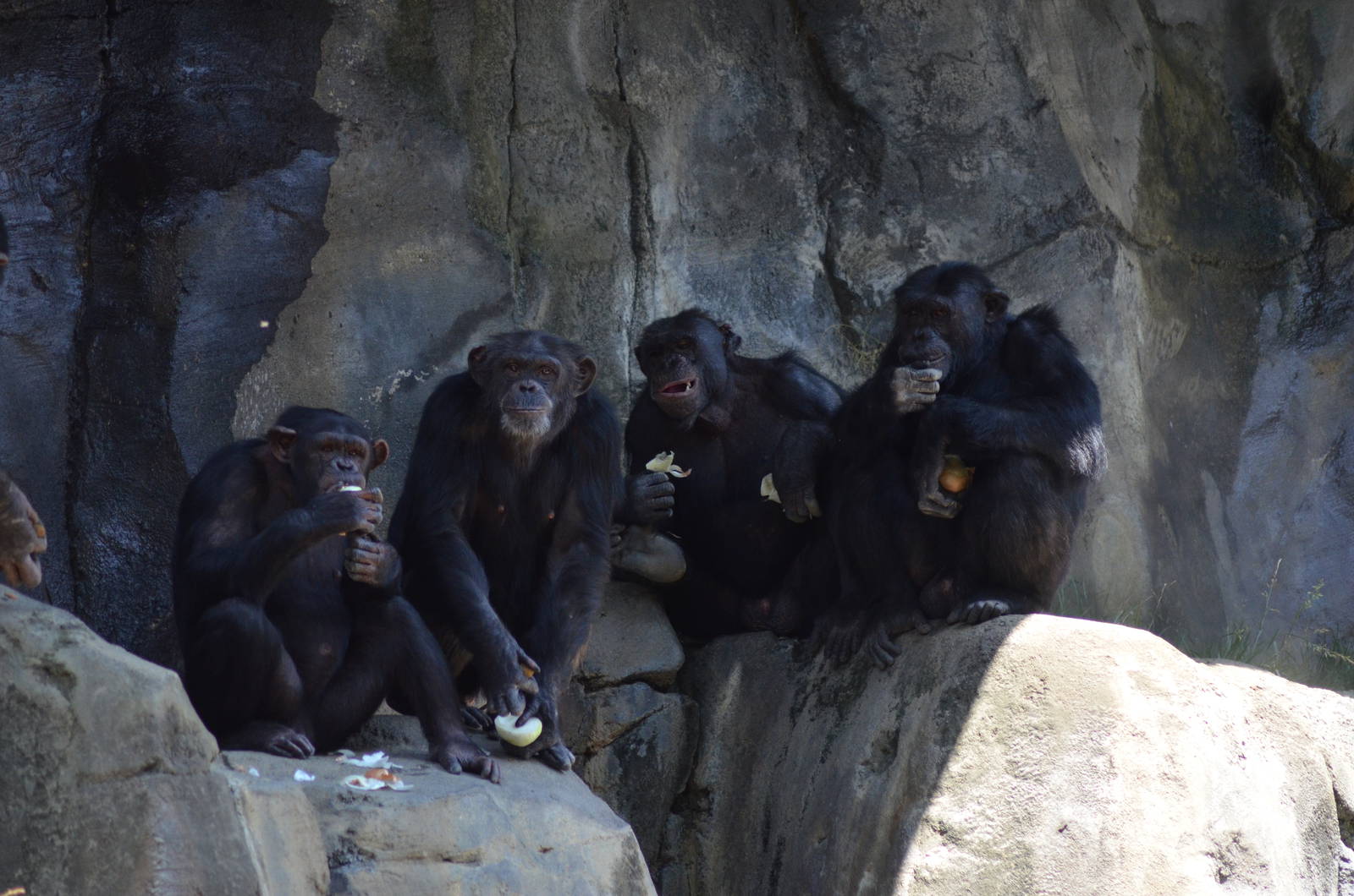 Chimpanzees of Mahale Mountains