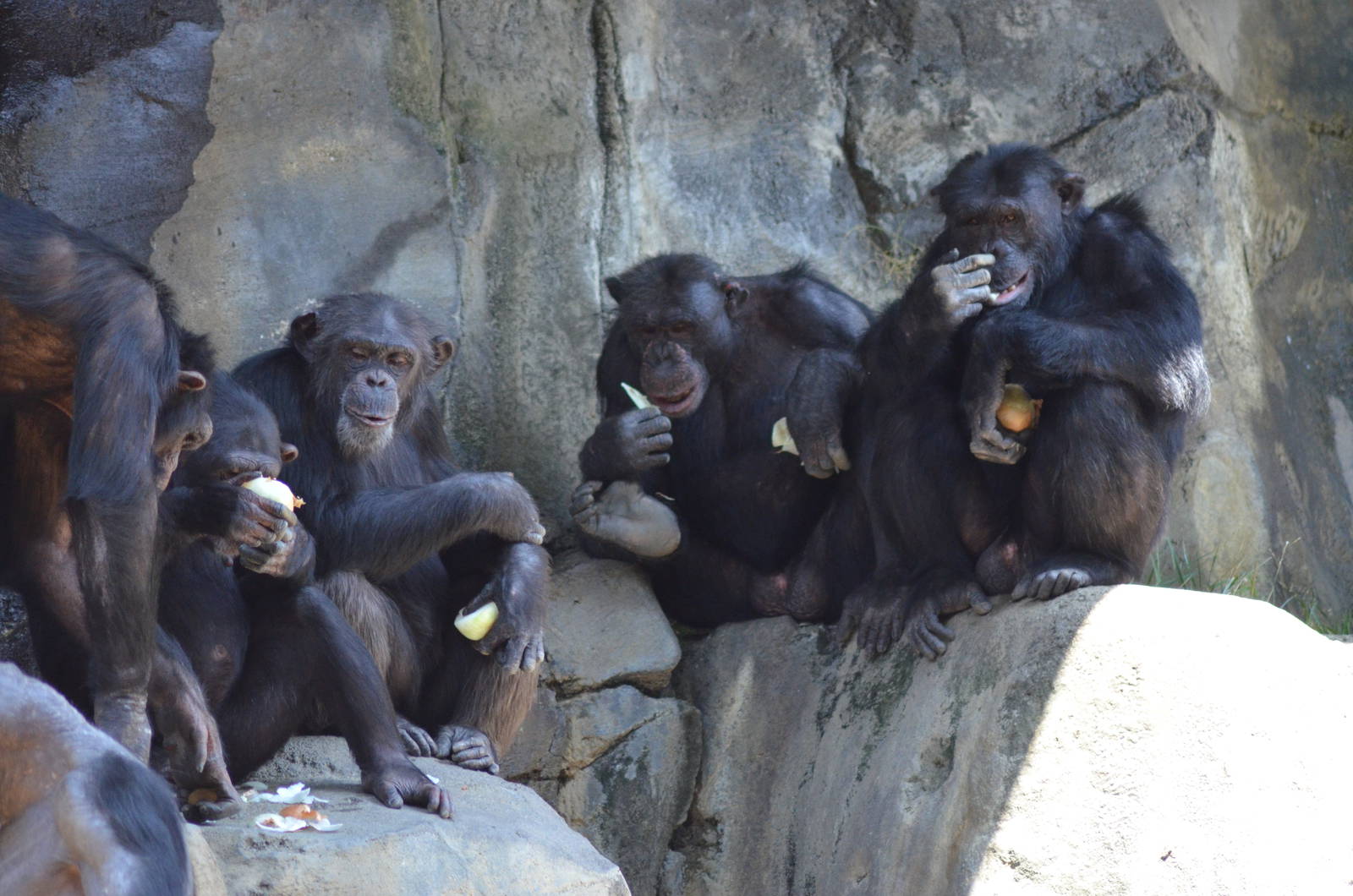 Chimpanzees of Mahale Mountains