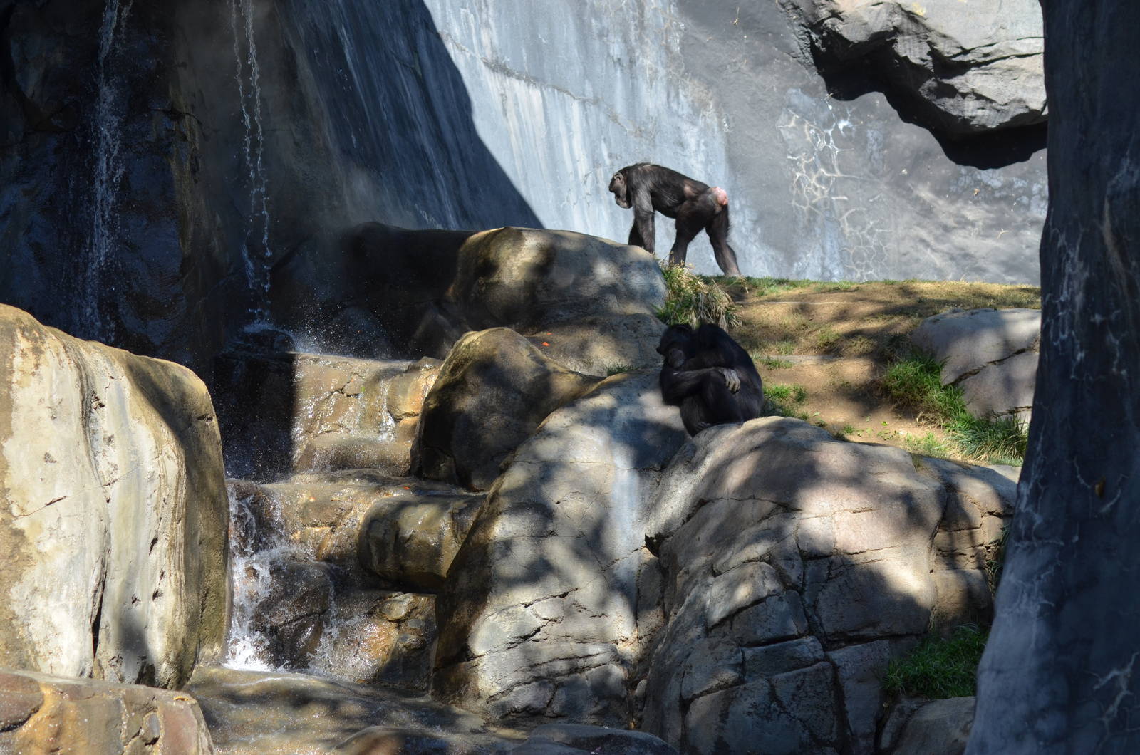 Chimpanzees of Mahale Mountains