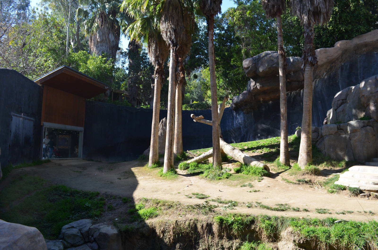 Chimpanzees of the Mahale Mountains
